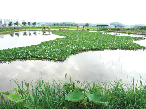 시흥 관곡지 연꽃 테마공원 너머 자전거 길이 있다.
