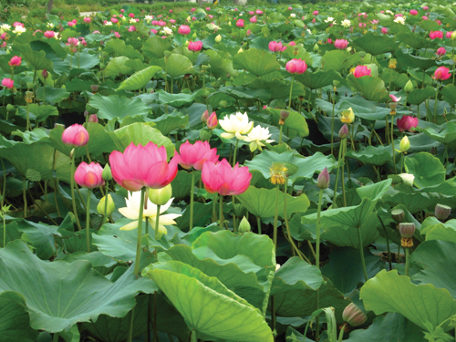이곳에 피고 지는 우리네 生이 있다.