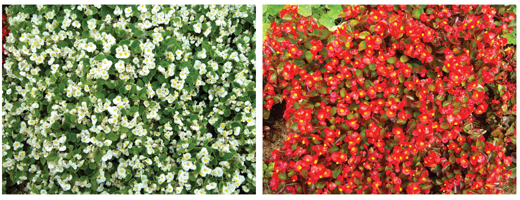 흰색과 붉은색의 이 긴장을 무어라 불러야 하나