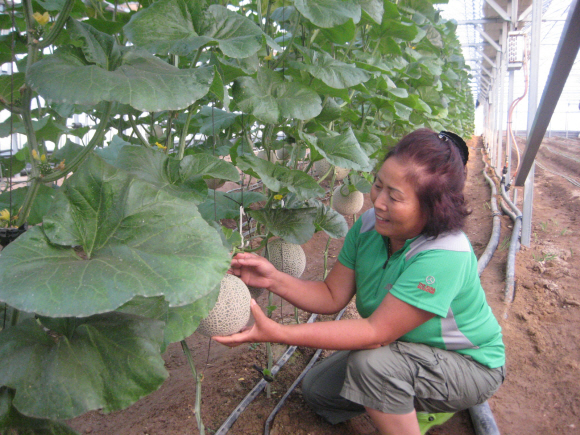 지열(온천수)을 이용해 비닐하우스에서 재배 중인 멜론이 탐스럽게 익어가고 있다. 온실에서는 한라봉과 토마토, 고추 등 다양한 채소와 과일을 시험재배 중이다.