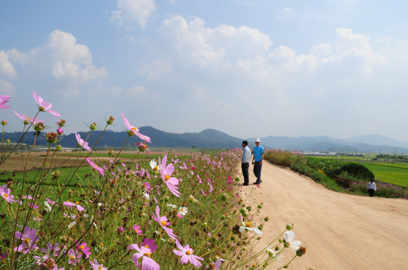 코스모스 핀 둑길
