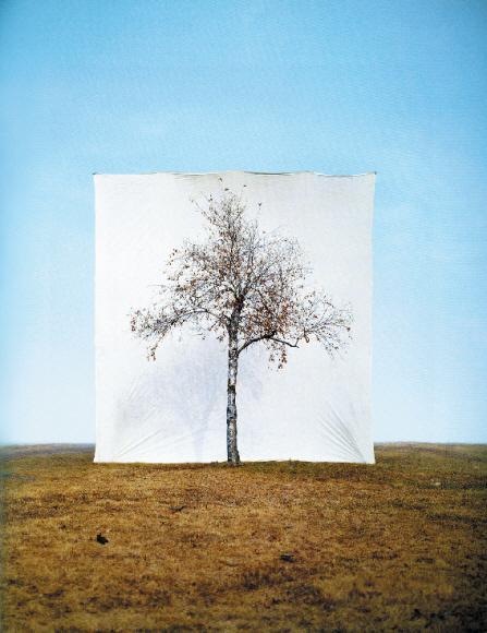 이명호 작품 ‘나무#1’,125×100㎝, 2006. 