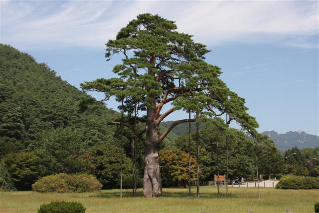 재수술을 앞둔 충북 보은 속리산의 정이품송. 강풍과 폭설로 한쪽 가지를 잃은 모습이 확연히 눈에 띈다. 보은군 제공