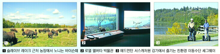 ① 슬레이브 레이크 근처 농장에서 노니는 바이슨떼 ② 로열 앨버타 박물관 ③ 에드먼턴 서스캐처원 강가에서 즐기는 친환경 이동수단 세그웨이
