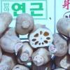 [내고장 名品] 대구 연근