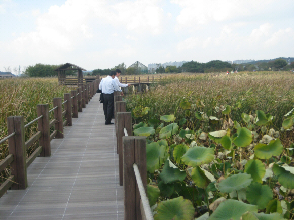 시화호 갈대습지는 1.7㎞ 탐방로에 나무데크가 놓여 있고 갈대숲 사이사이에 쉼터가 마련돼 있다. 방문객들이 탐방로에서 수풀 사이로 도망가는 야생동물을 신기한 듯 바라보고 있다.