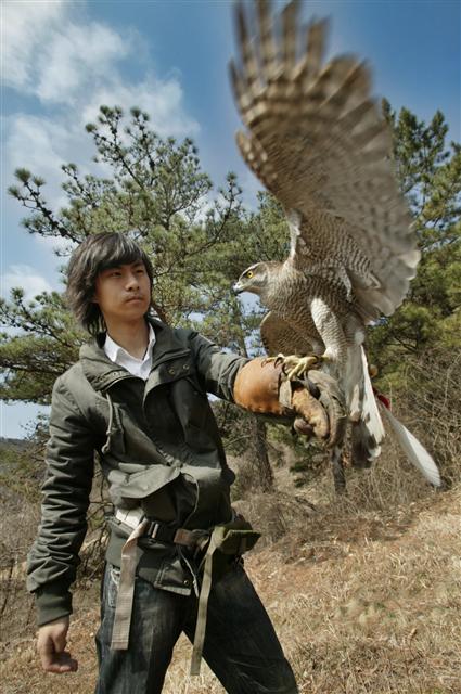 매사냥 무형문화제 박용순 응사의 아들 상원씨가 매사냥 훈련을 하고 있다.