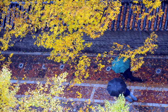 가을은 물러날 생각이 없는데, 비가 겨울을 재촉한다. 입동(立冬) 다음날인 8일 우산을 받쳐쓴 두 사람이 울긋불긋 낙엽이 떨어지는 서울 덕수궁 돌담길을 걷고 있다. 기상청은 9일도 부산과 경남, 강원영동 지역에 비가 올 것으로 내다봤다. 도심에 쌓인 낙엽을 골칫거리로만 여기지 말고 에너지 자원으로 재활용하자는 말이 나온다.  안주영기자 jya@seoul.co.kr