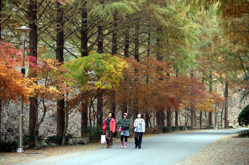 자연휴양림에 당첨되기는 하늘에 별따기 만큼 어려운 행운이다. 늦가을 정취에 흠뻑 빠진 휴양객들이 산책을 하고 있다. 서울신문 포토라이브러리