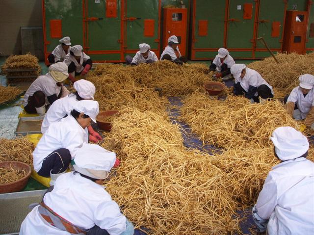 우리약초영농조합법인 직원들이 황기를 세척한 뒤 선별작업을 하고 있다.  제천시 제공