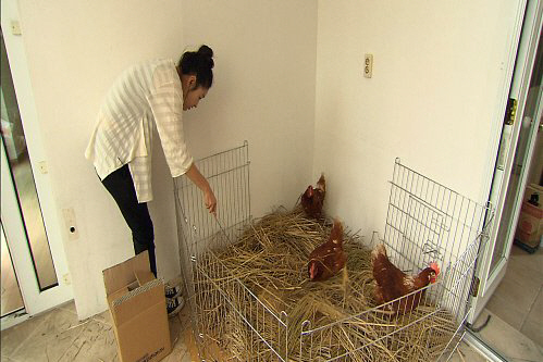 탤런트 박진희가 ‘북극곰을 위한 일주일’ 체험을 하면서 닭을 키우고 있다.  MBC제공