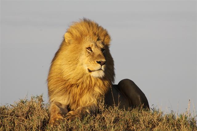 탄자니아의 세렝게티 국립공원에서 서식하는 수사자. 풍채와 위엄이 있는 외모와는 달리 모계 중심의 사자 무리에서는 지위가 별로 높지 않다.  MBC 제공
