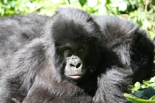 다큐멘터리채널 내셔널지오그래픽은 고릴라의 죽음을 통해 콩고 내전의 참상을 고발하는 다큐멘터리 등 에미상을 수상한 4편의 다큐멘터리를 28일부터 새달 1일까지 방송한다. 내셔널지오그래픽채널 제공