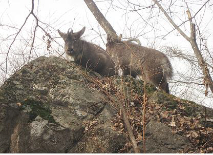 월악산 국립공원에 방사된 암컷 산양(오른쪽)이 지난 5월 낳은 것으로 보이는 새끼 산양과 함께 바위를 오르고 있다.  국립공원관리공단 제공