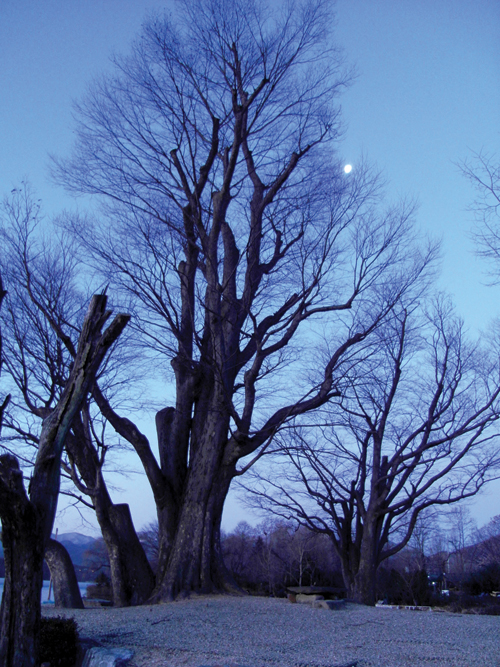 400년 된 느티나무와 달