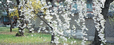 창덕궁 승화루 일원의 담장과 능수벚나무.
