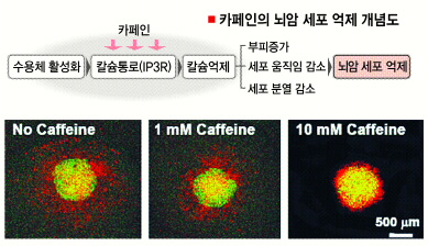 카페인이 뇌암 세포의 활성을 억제하는 모습. 카페인 농도가 1mM, 10mM로 늘어남에 따라 주변에 붉게 퍼져 있는 뇌암 세포가 억제되는 모습이 사진에서 확인되고 있다.  KIST 제공