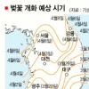 올 벚꽃 일찍 핀다