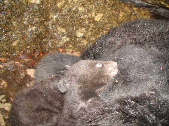 반달가슴곰 새끼가 드러누운 어미 배 위에서 젖을 먹고 있다. 국립공원관리공단 제공