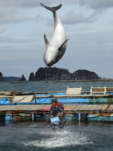 일본의 돌고래 남획 문제를 다루면서 올해 아카데미 다큐멘터리 부문 작품상을 거머쥔 ‘더 코브’의 촬영지인 일본 다이지 연해에서 8일 돌고래 한 마리가 수면 위로 높이 솟아오르고 있다. 다이지 AP 특약