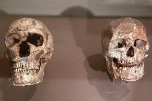 네안데르탈인과 크로마뇽인의 두개골  (AP=연합뉴스) 프랑스 파리의 인류박물관이 3개월 동안 대여한 네안데르탈인(왼쪽)과 크로마뇽인의 두개골이 17일 미국 워싱턴 스미소니언 국립자연사박물관 인류진화관에 전시됐다.