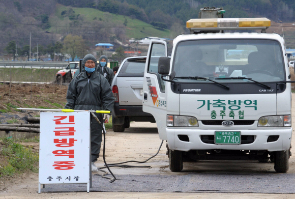 22일 충북 충주 신니면에서 내륙지역 첫 구제역 감염이 확인된 가운데 방역당국 관계자들이 화학소독 등 추가 확산을 막기 위해 방역활동을 펴고 있다.  정연호기자 tpgod@seoul.co.kr 