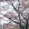 [Seoul 요모조모-만원의 행복] 광진구 워커힐 벚꽃길