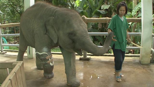 오른발을 잃은 코끼리 모샤가 조련사와 함께 의족 재활 훈련을 하고 있다. EBS 제공