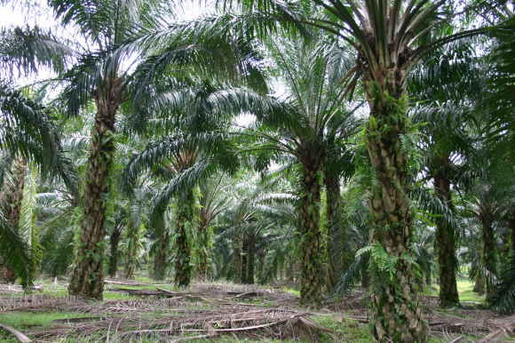 25일 말레이시아 셀랑고르주(州)의 1만㏊ 규모 플랜테이션(대농장)에 9~10m 높이의 팜오일 나무들이 늘어서 있다. 말레이시아는 이 나무에서 수확한 팜오일 열매로 바이오디젤(식물성 경유)과 화장품, 비누 등을 가공해 세계 각지로 수출한다.  농촌진흥청 제공
