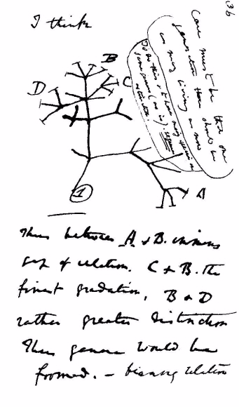 다윈이 1837년 7월부터 쓰기 시작한 비밀 노트에 그려져 있던 그림. 생명의 계통수 정도로 해석되고 있다.