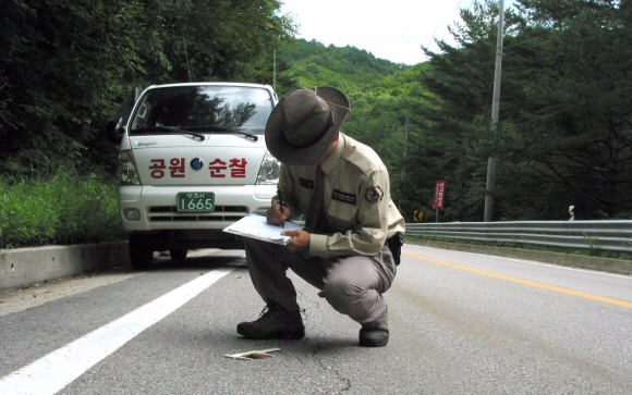 국립공원 직원이 차량에 치여 죽은 다람쥐 사체를 살펴보고 있다. 국립공원관리공단 제공