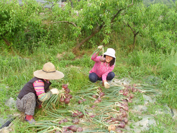 이주 여성인 코리티코 로르나(오른쪽)가 한국인 친정어머니인 이준순씨와 양파를 수확하고 있다. 고산농협 제공