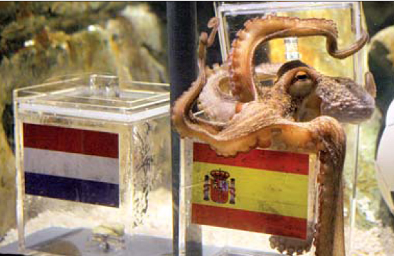 ‘점쟁이 문어’ 파울이 9일 독일 서부 오버하우젠 해양생물박물관의 한 수족관에서 스페인과 네덜란드 국기가 각각 그려진 2개의 유리상자 가운데 스페인 국기 쪽 상자 뚜껑을 열고 있다. 오버하우젠 AFP 연합뉴스 