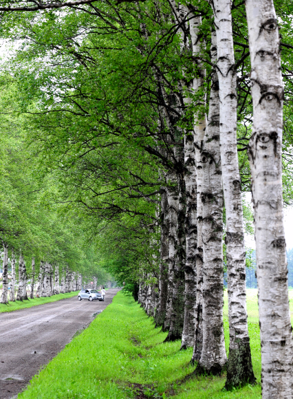 오비히로 인근의 자작나무 숲길. 자작나무는 홋카이도 어디서든 풍경의 주인이 된다.
