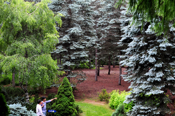 도카치의 ‘마나베 정원’ 풍경. 잎끝이 흰색을 띠는 전나무 ‘콜로라도 푸르너스’가 늘어선 모습이 장관이다.