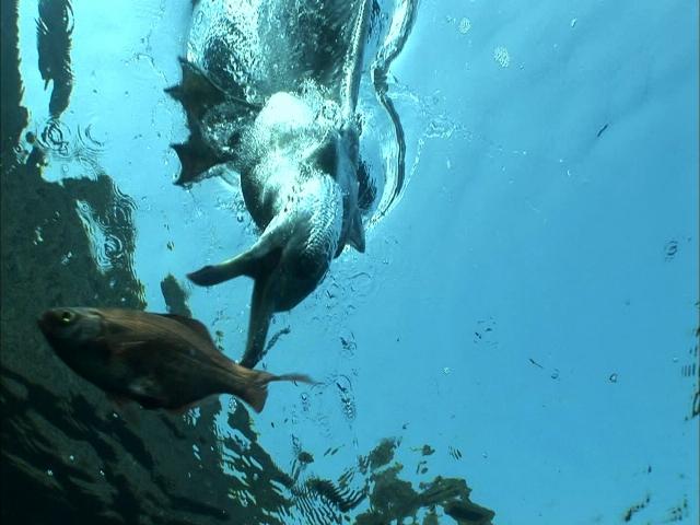 독도 앞바다에서 괭이갈매기가 바닷속의 망상어를 사냥하는 장면. 제작진이 수중 카메라로 촬영했다.  MBC 제공
