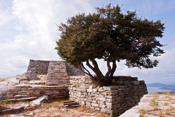 흙 한 줌이 고작인 돌 틈에서 150년의 세월을 살아온 참성단 소사나무는 지난해 천연기념물 제502호로 지정됐다.