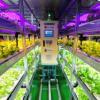 경기도에 국내 첫 로봇 이용한 식물공장