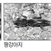 능이버섯 천연소화제…땅강아지 변비치료제
