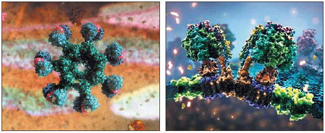 생명을 다한 세포가 주변에 에너지를 뺏기며 소멸되는 과정을 그린 드류 베리 박사의 애니메이션(왼쪽), 미토콘드리아가 세포 내에서 어떻게 에너지를 얻는지를 묘사한 로버트 루 교수의 애니메이션 (오른쪽) 뉴욕타임스