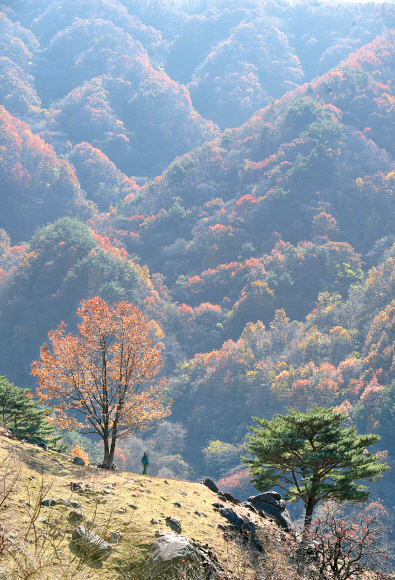 송대마을 흑염소목장 너머로 단풍옷으로 갈아입은 지리산 자락들이 봉긋 솟아 있다. ‘산사람 길’ 가운데 가장 빼어난 풍경으로 꼽힌다.