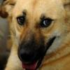 영웅犬의 황당한 최후