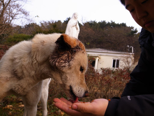 전투식량 먹는 연평도 백구  (연평도=연합뉴스) 박지호 황철환 기자 = 27일 오전 연평도 성당에서 북한의 연평도 포격 사태 당시 파편을 맞아 중상을 입은 백구 한 마리가 전투식량을 먹고 있다.