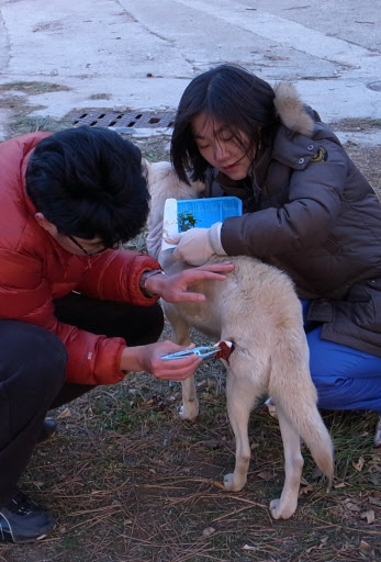 ‘중상’ 연평도 백구 상처소독  (연평도=연합뉴스) 황철환 기자 = 북한군이 쏜 포탄에 중상을 입어 네티즌의 마음을 안타깝게 했던 연평도 성당의 백구가 27일 부상 나흘만에 연평도보건지소의 치료를 받고 있다.