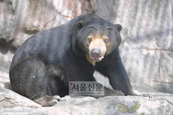 서울대공원 말레이곰 *이 사진은 기사와 직접적인 관련이 없는 자료 사진입니다. 서울신문 포토라이브러리