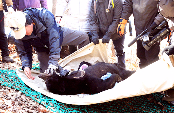 서울대공원 직원들이 15일 청계산 이수봉 근처에서 발견된 말레이곰 ‘꼬마’를 마취시킨 후 이송준비를 하고 있다. 꼬마는 지난 6일 서울대공원을 탈출했다.  정연호기자 tpgod@seoul.co.kr