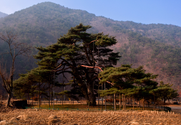 아침 안개가 걷히자 서원리 소나무가 한껏 위용을 드러내고 있다.