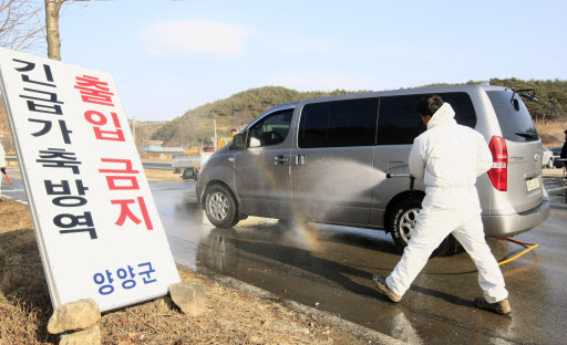 강원지역에서도 구제역 확산 조짐이 나타나고 있는 가운데 전날 오후 구제역 의심 신고가 들어온 양양군 양양읍 거마리에서 23일 오전 양양군청 직원들이 통행차량에 대한 방역작업을 벌이고 있다.  연합뉴스