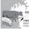 구제역 방역 4대 악재에 ‘끙끙’