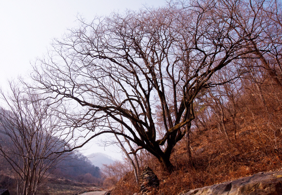 세상의 모든 생명들과 소통하려는 듯, 수천의 나뭇가지를 펼쳐 낸 보은 용곡리 고욤나무.